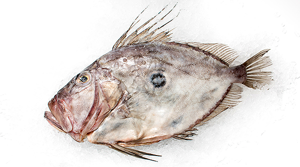 Рыба дори: цена, качество и особенности выбора
