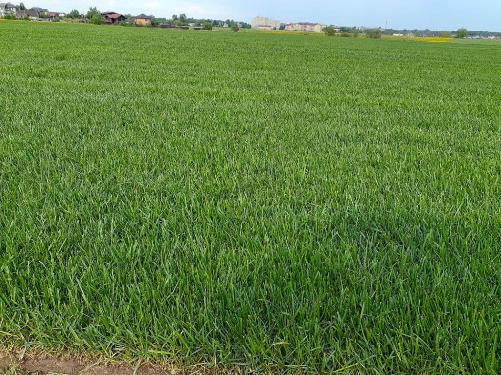 Профессиональная кладка газона Профессиональная кладка газона